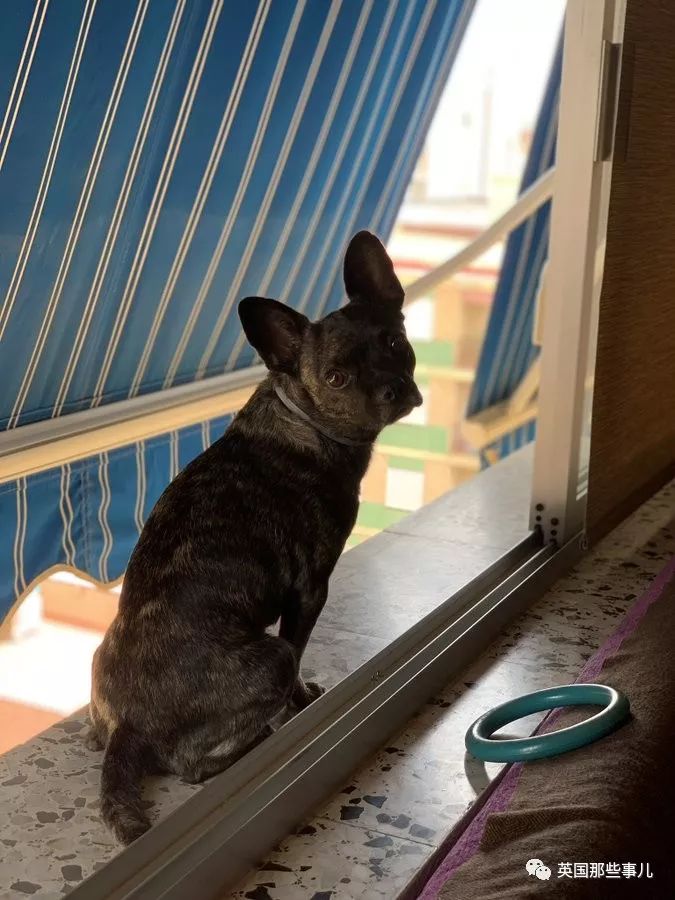 灏忛噾姣涜鍏诲涔呮墠鍙互鍙樻垚澶х嫍,閲戞瘺灏忔椂鍊欓兘鏄偦瀛愬悧