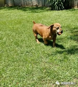 灏忛噾姣涜鍏诲涔呮墠鍙互鍙樻垚澶х嫍,閲戞瘺灏忔椂鍊欓兘鏄偦瀛愬悧