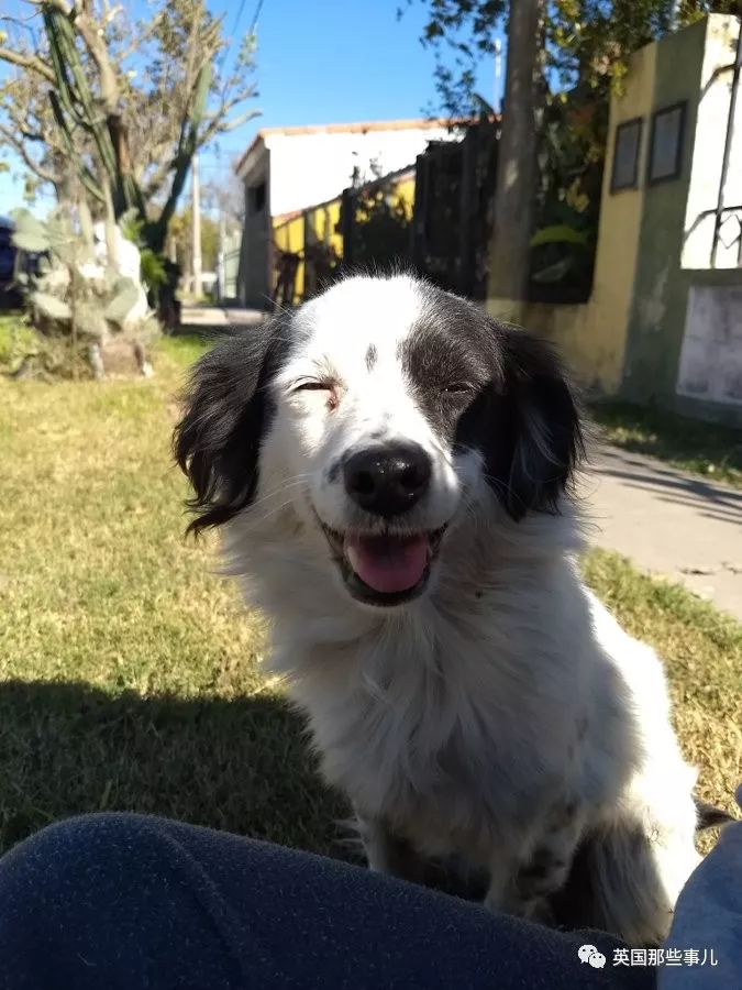 灏忛噾姣涜鍏诲涔呮墠鍙互鍙樻垚澶х嫍,閲戞瘺灏忔椂鍊欓兘鏄偦瀛愬悧