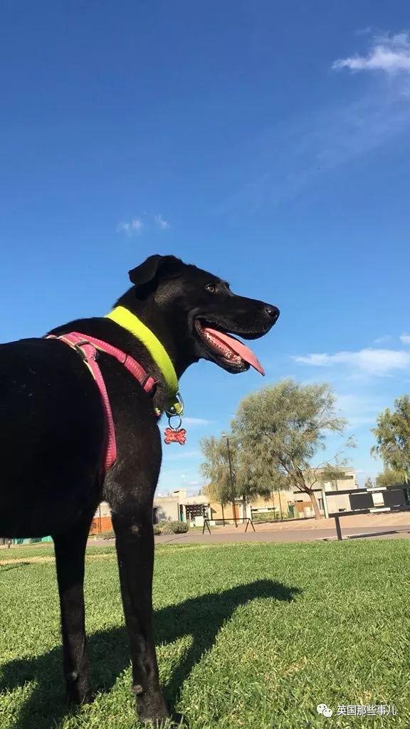 灏忛噾姣涜鍏诲涔呮墠鍙互鍙樻垚澶х嫍,閲戞瘺灏忔椂鍊欓兘鏄偦瀛愬悧