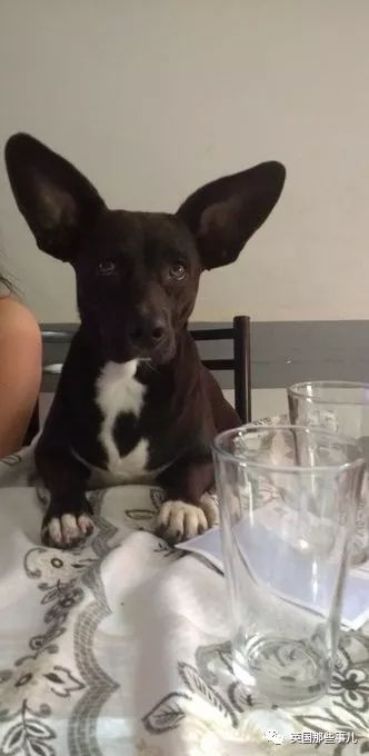 灏忛噾姣涜鍏诲涔呮墠鍙互鍙樻垚澶х嫍,閲戞瘺灏忔椂鍊欓兘鏄偦瀛愬悧