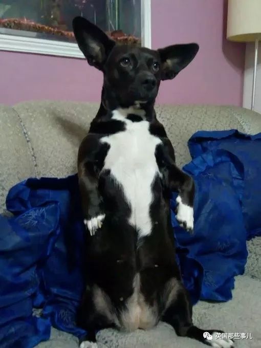 灏忛噾姣涜鍏诲涔呮墠鍙互鍙樻垚澶х嫍,閲戞瘺灏忔椂鍊欓兘鏄偦瀛愬悧