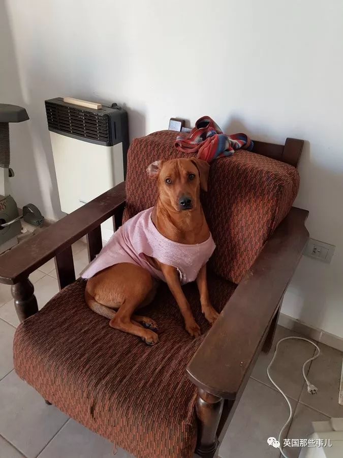 灏忛噾姣涜鍏诲涔呮墠鍙互鍙樻垚澶х嫍,閲戞瘺灏忔椂鍊欓兘鏄偦瀛愬悧