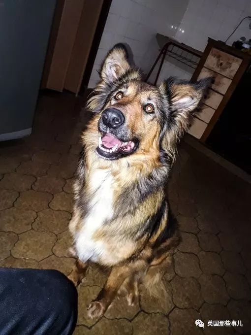 灏忛噾姣涜鍏诲涔呮墠鍙互鍙樻垚澶х嫍,閲戞瘺灏忔椂鍊欓兘鏄偦瀛愬悧