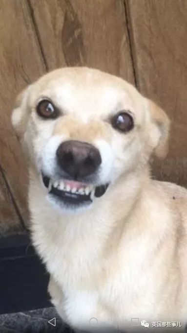 灏忛噾姣涜鍏诲涔呮墠鍙互鍙樻垚澶х嫍,閲戞瘺灏忔椂鍊欓兘鏄偦瀛愬悧