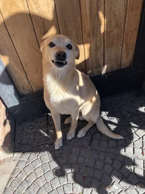 灏忛噾姣涜鍏诲涔呮墠鍙互鍙樻垚澶х嫍,閲戞瘺灏忔椂鍊欓兘鏄偦瀛愬悧