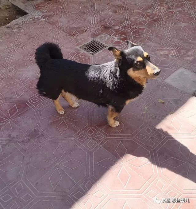 灏忛噾姣涜鍏诲涔呮墠鍙互鍙樻垚澶х嫍,閲戞瘺灏忔椂鍊欓兘鏄偦瀛愬悧