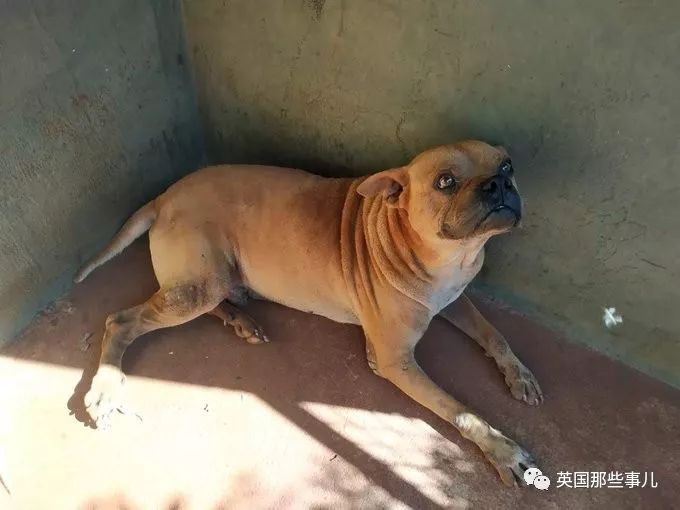 灏忛噾姣涜鍏诲涔呮墠鍙互鍙樻垚澶х嫍,閲戞瘺灏忔椂鍊欓兘鏄偦瀛愬悧