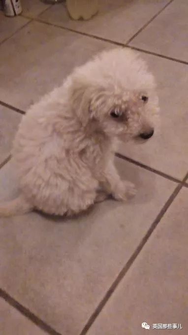 灏忛噾姣涜鍏诲涔呮墠鍙互鍙樻垚澶х嫍,閲戞瘺灏忔椂鍊欓兘鏄偦瀛愬悧