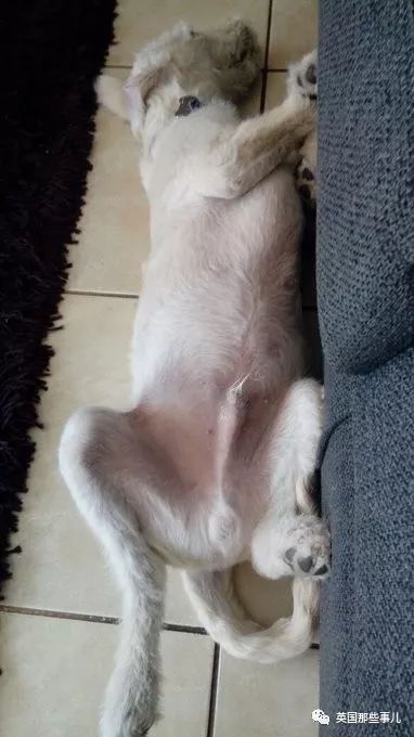 灏忛噾姣涜鍏诲涔呮墠鍙互鍙樻垚澶х嫍,閲戞瘺灏忔椂鍊欓兘鏄偦瀛愬悧