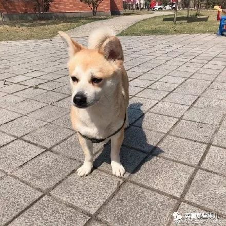 灏忛噾姣涜鍏诲涔呮墠鍙互鍙樻垚澶х嫍,閲戞瘺灏忔椂鍊欓兘鏄偦瀛愬悧