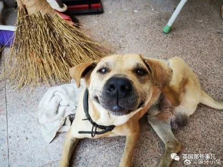 灏忛噾姣涜鍏诲涔呮墠鍙互鍙樻垚澶х嫍,閲戞瘺灏忔椂鍊欓兘鏄偦瀛愬悧