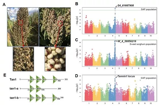 研究揭示麻雀选食不同高粱的分子机制