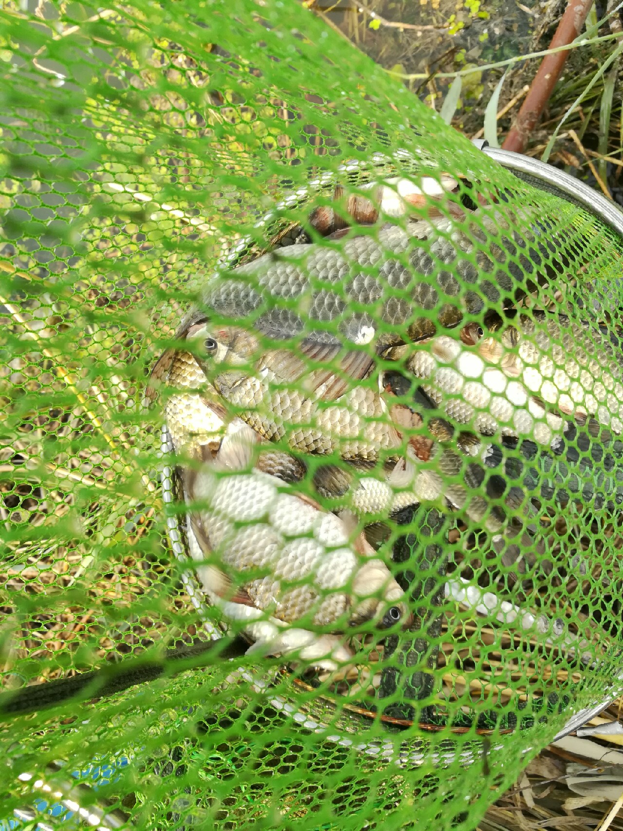 七星连珠天象现身预示什么,七星连珠将现身这有什么意义