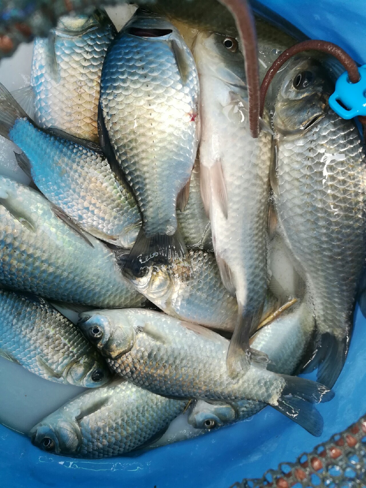 七星连珠天象现身预示什么,七星连珠将现身这有什么意义