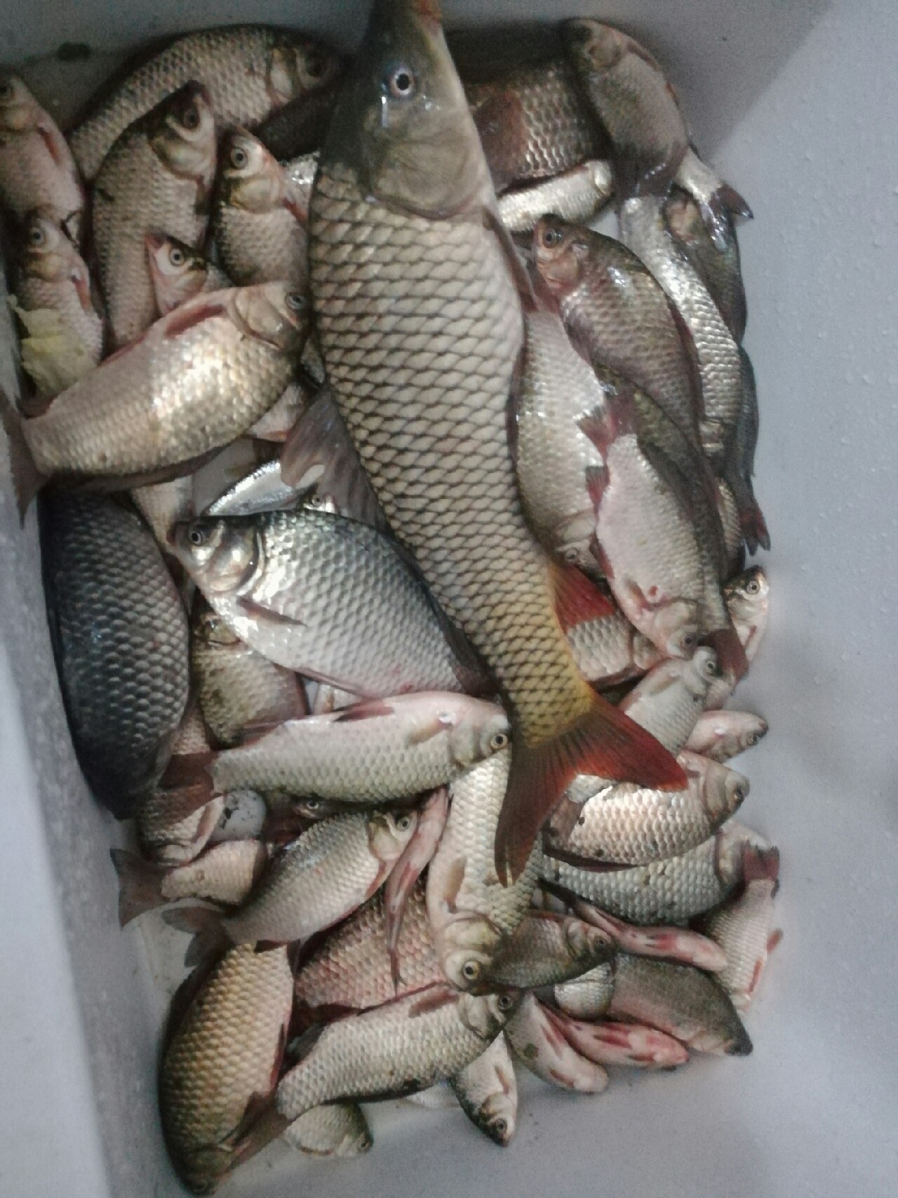 七星连珠天象现身预示什么,七星连珠将现身这有什么意义