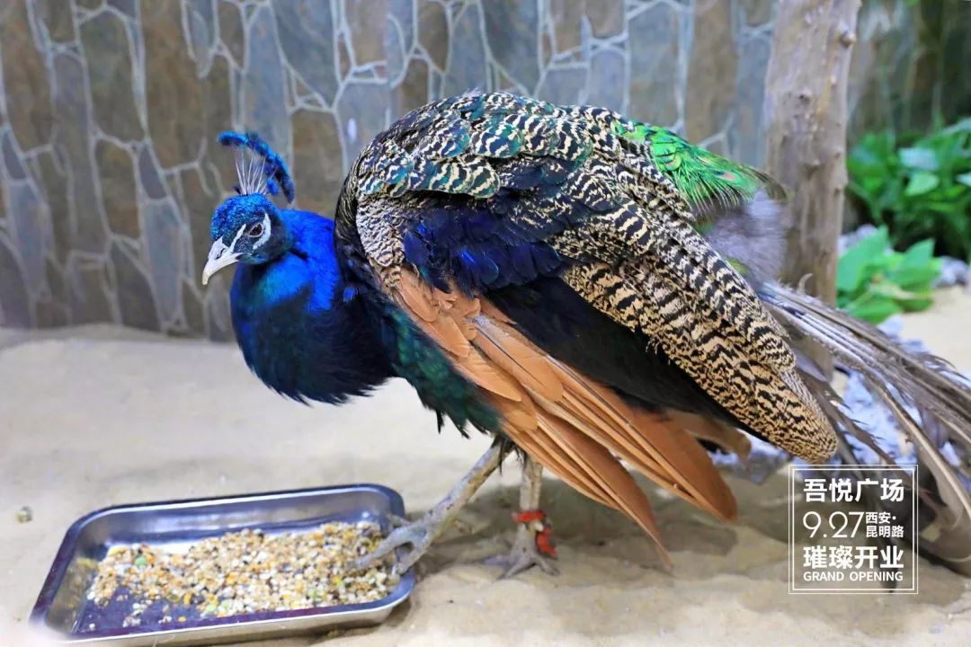 吾悦广场新地标,西咸吾悦广场商业面积