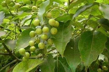 爸妈的手脚布满了老茧,手足干裂是什么前兆