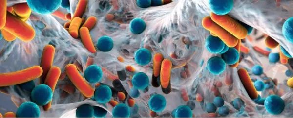 益生菌到底有用吗对胃好吗,哪种益生菌的酸奶对肠道有益