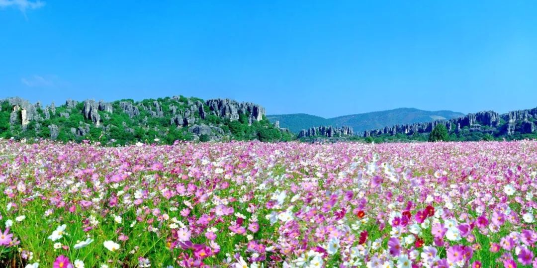 云南国庆黄金周首日,七天假期黄金周