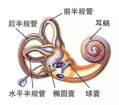 头晕，天旋地转，恶心呕吐，竟然是“耳石”惹的祸
