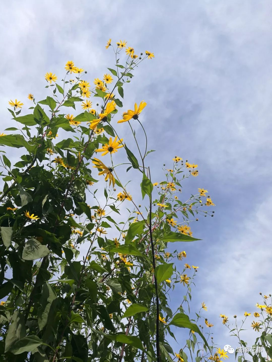 洋姜丨留住童年的味道