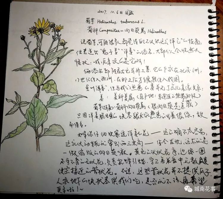 洋姜丨留住童年的味道