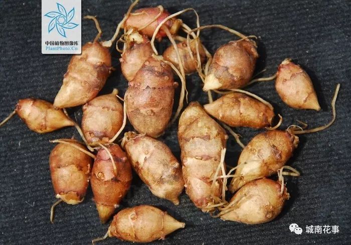 洋姜丨留住童年的味道