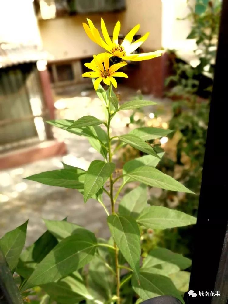 洋姜丨留住童年的味道