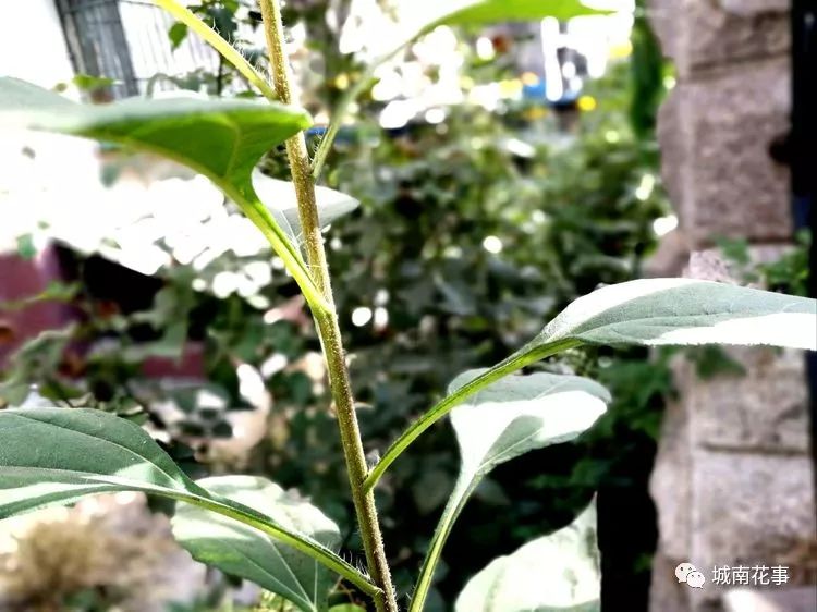 洋姜丨留住童年的味道