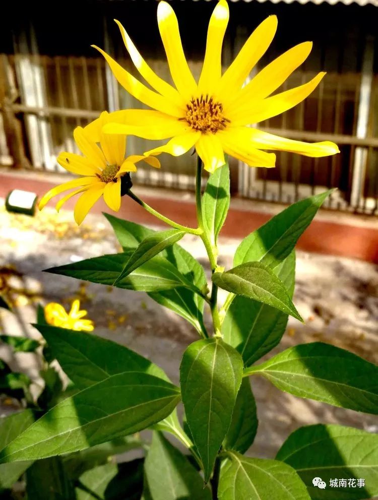 洋姜丨留住童年的味道