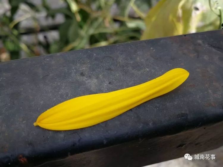 洋姜丨留住童年的味道