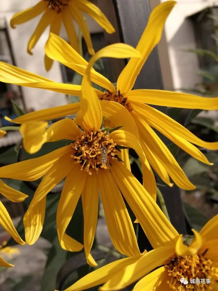 洋姜丨留住童年的味道