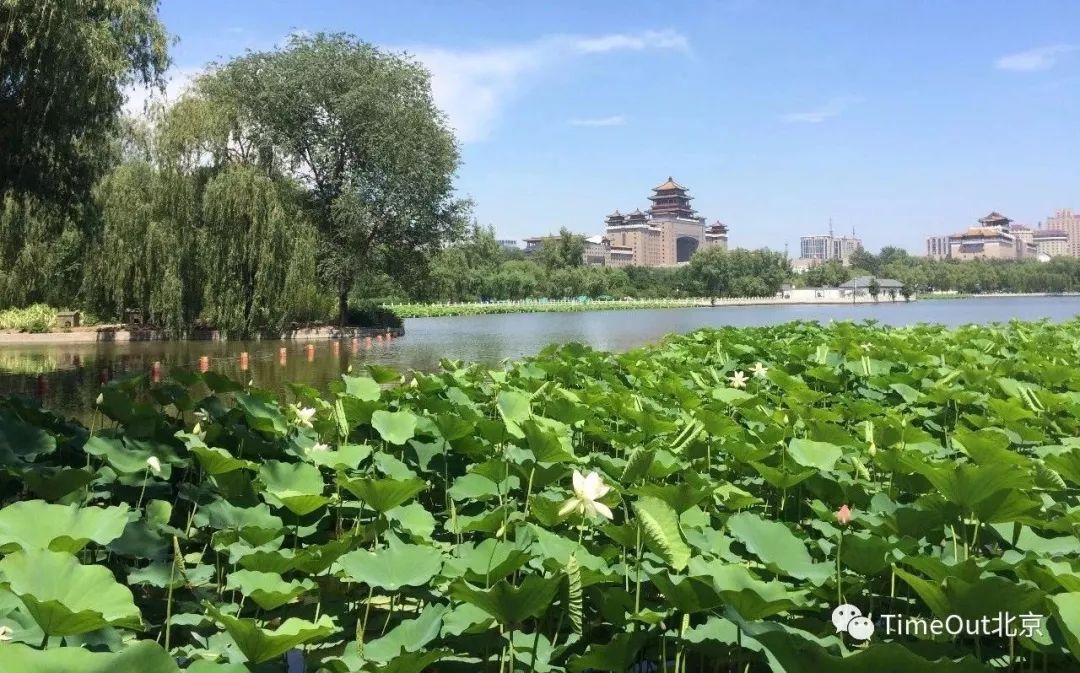 十一生活指南|在公园XX才是正经事