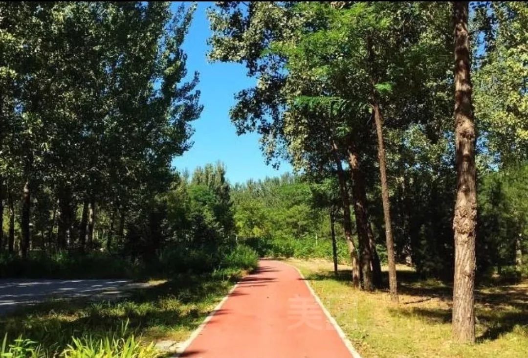 十一生活指南|在公园XX才是正经事