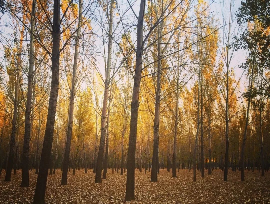 十一生活指南|在公园XX才是正经事