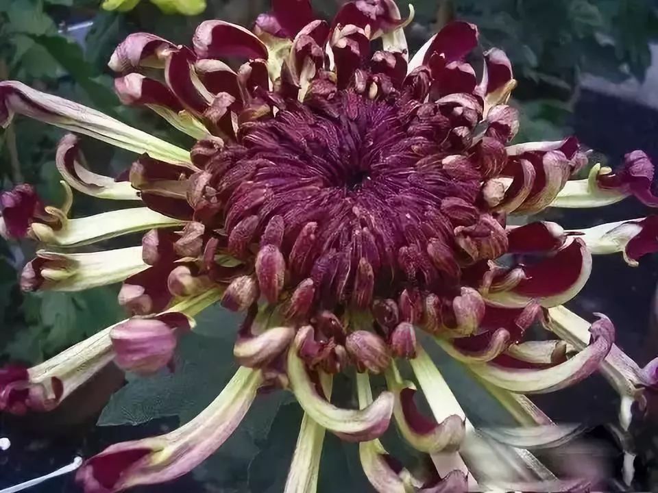 世界最美菊花图整整80种太珍贵了,世界上最美的菊花叫什么名字