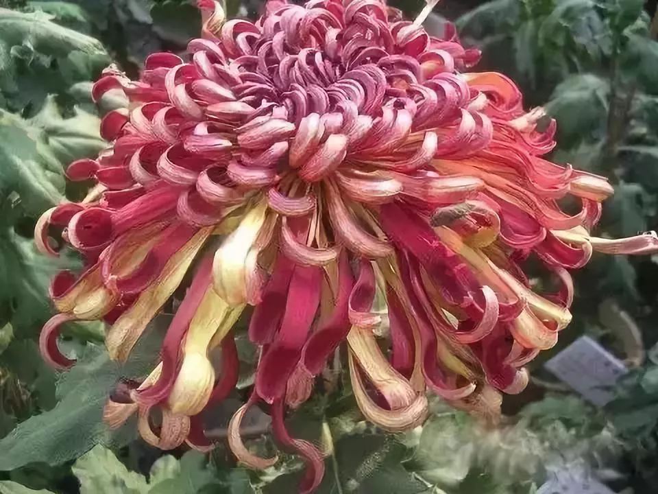 世界最美菊花图整整80种太珍贵了,世界上最美的菊花叫什么名字