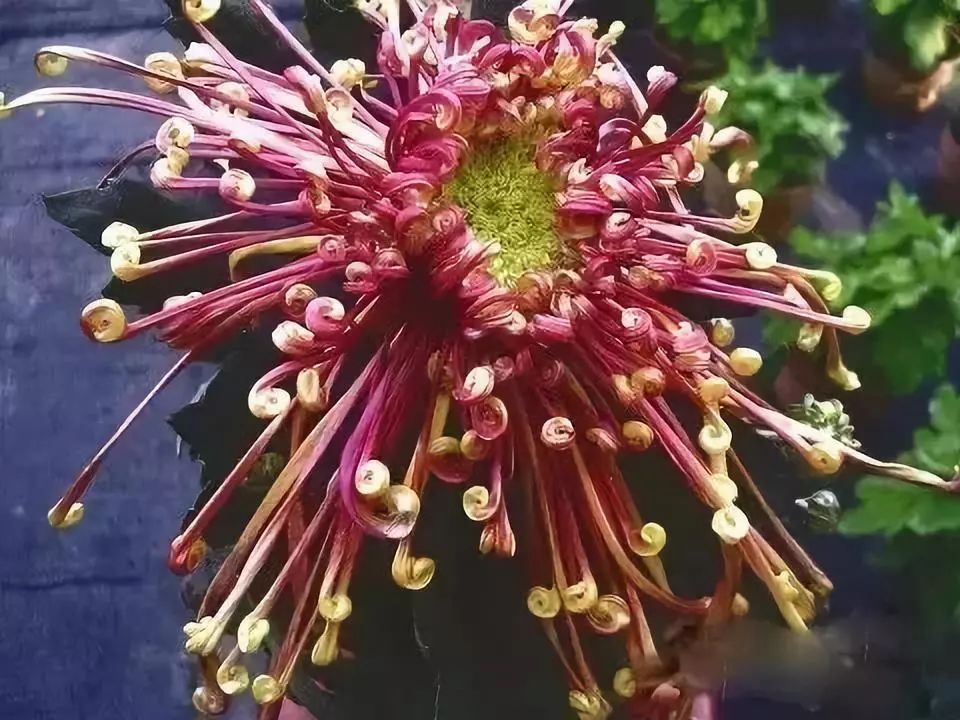 世界最美菊花图整整80种太珍贵了,世界上最美的菊花叫什么名字