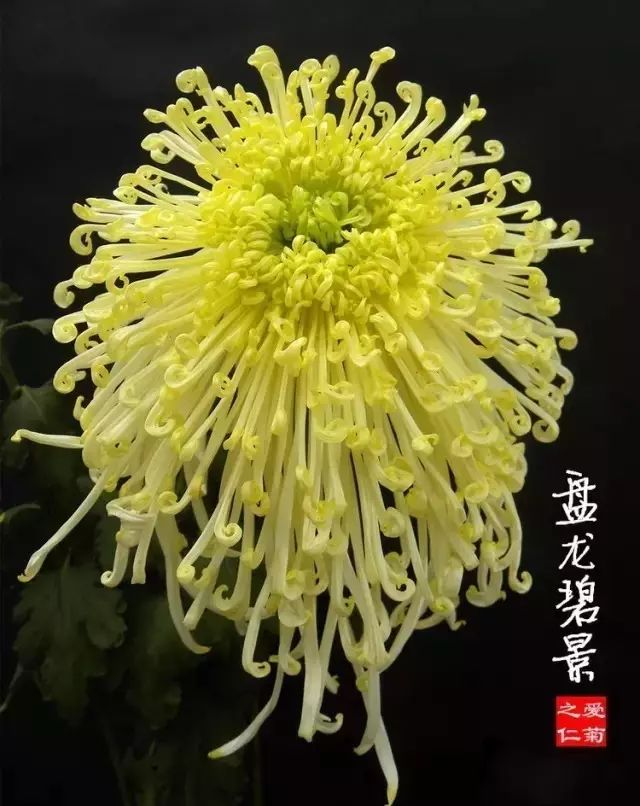 世界最美菊花图整整80种太珍贵了,世界上最美的菊花叫什么名字
