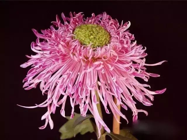 世界最美菊花图整整80种太珍贵了,世界上最美的菊花叫什么名字