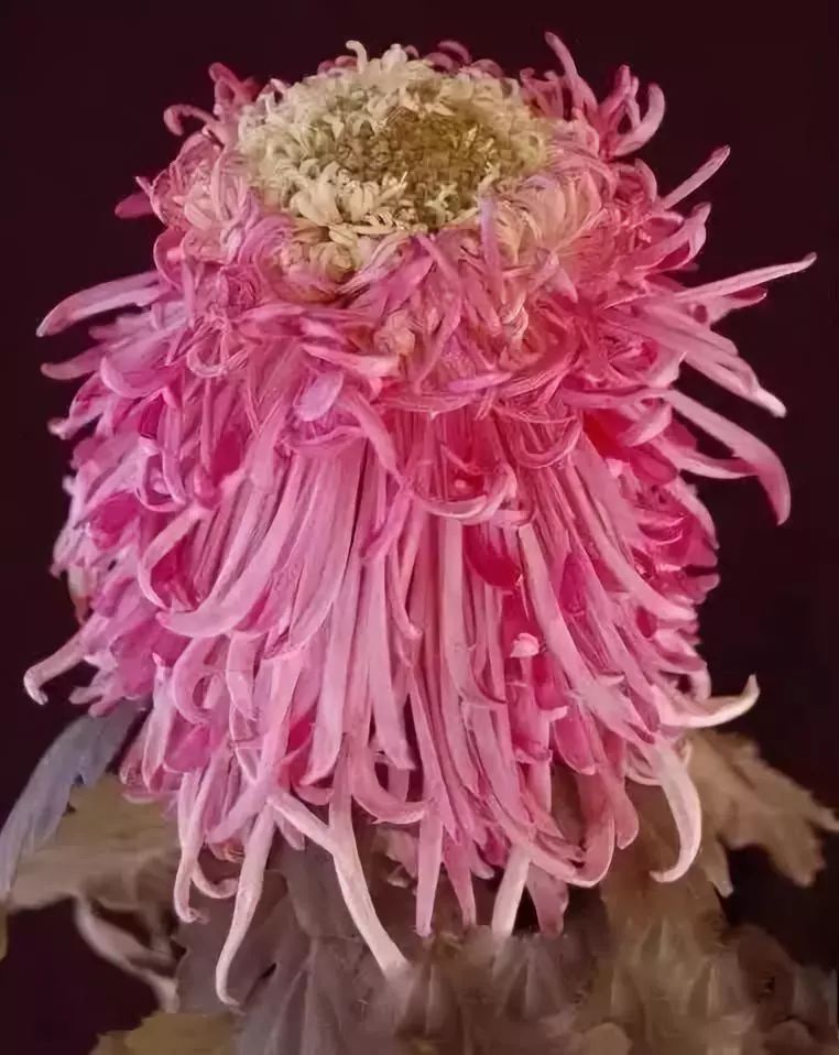 世界最美菊花图整整80种太珍贵了,世界上最美的菊花叫什么名字