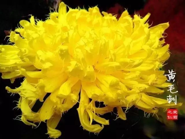 世界最美菊花图整整80种太珍贵了,世界上最美的菊花叫什么名字