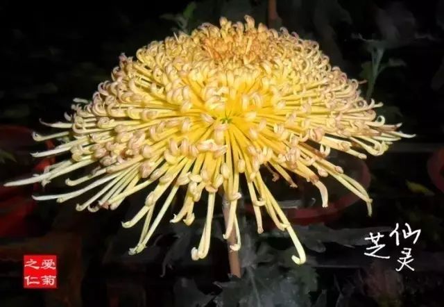 世界最美菊花图整整80种太珍贵了,世界上最美的菊花叫什么名字