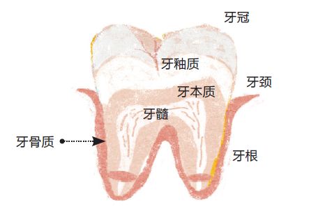 齿间美，也是必修之美：乐活护牙手册（内含福利）