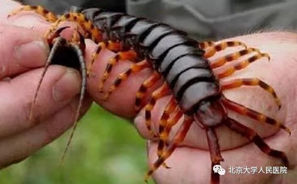 什么动物咬伤不必担心感染狂犬病,被哪几种动物咬伤得狂犬病几率高