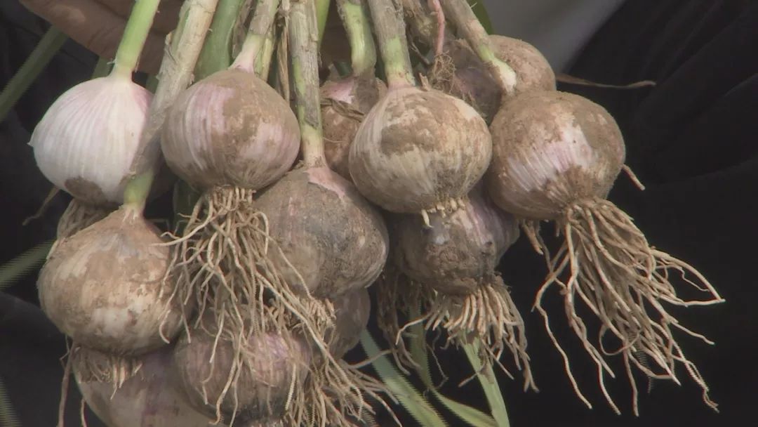 独头蒜是怎么种出来的观后感,怎样才能种出独头蒜