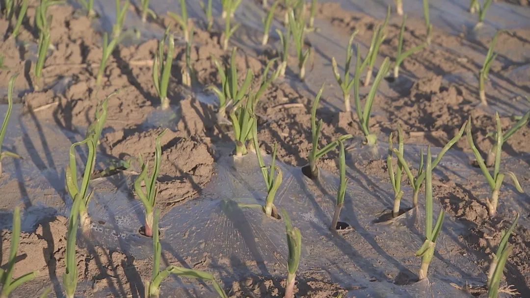 独头蒜是怎么种出来的观后感,怎样才能种出独头蒜