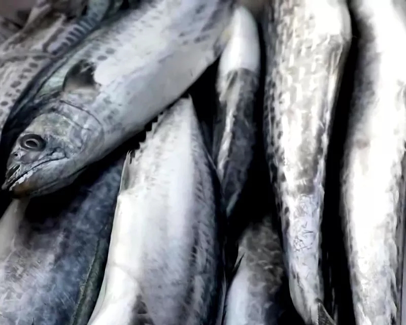 海鲜市场纯天然的7种鱼,水产市场什么鱼可以回家养