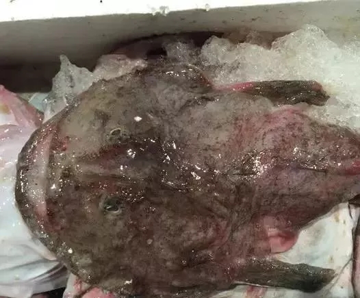 海鲜市场纯天然的7种鱼,水产市场什么鱼可以回家养